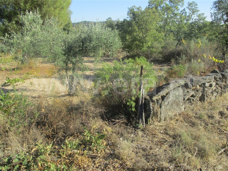 Terreno  Penamacor, Aranhas - 1046178 - 2