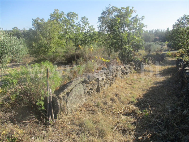 Terreno  Penamacor, Aranhas - 1046178 - 6