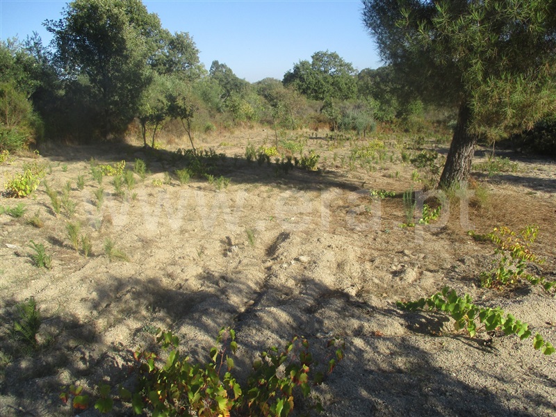 Terreno  Penamacor, Aranhas - 1046178 - 4