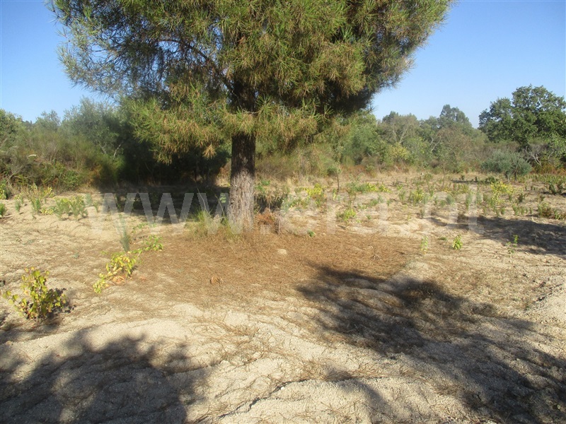 Terreno  Penamacor, Aranhas - 1046178 - 8