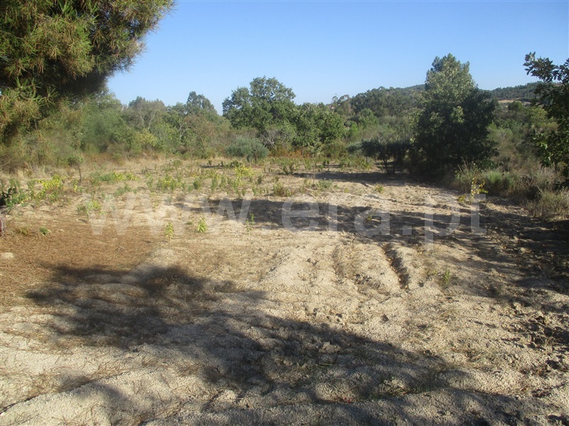 Terreno  Penamacor, Aranhas - 1046178 - 9