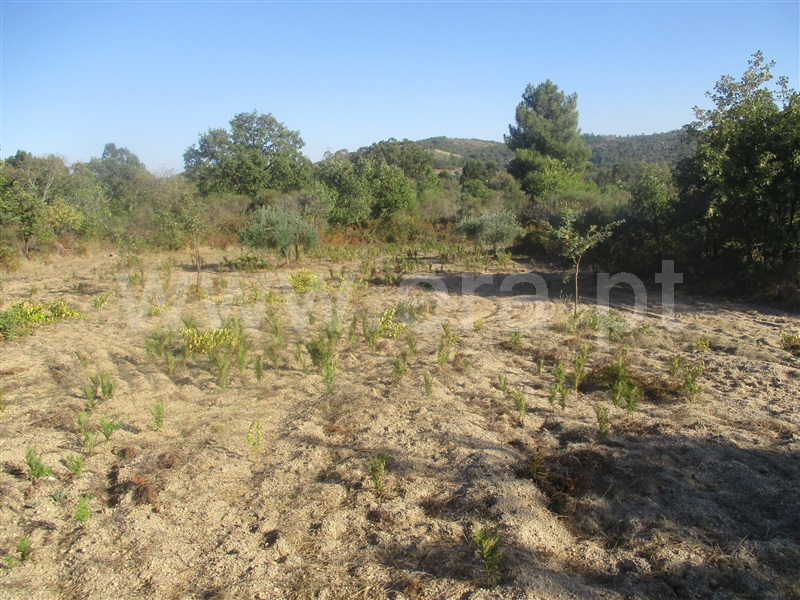 Terreno / Penamacor, Aranhas