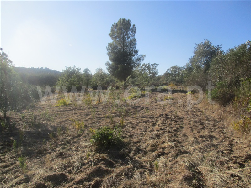 Terreno  Penamacor, Aranhas - 1046178 - 5