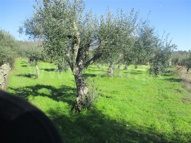 Terreno  Penamacor, Aranhas - 1071839 - 3