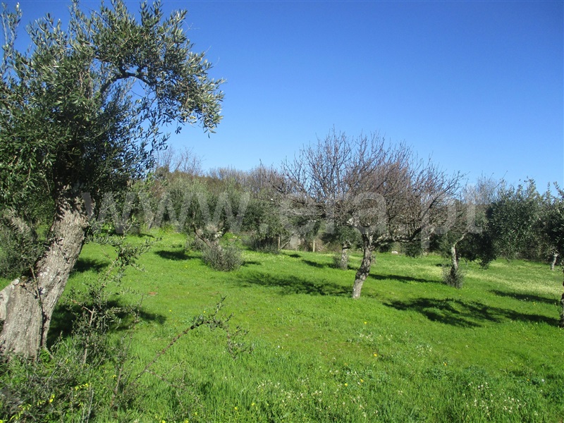 Terreno  Penamacor, Aranhas - 1071839 - 5