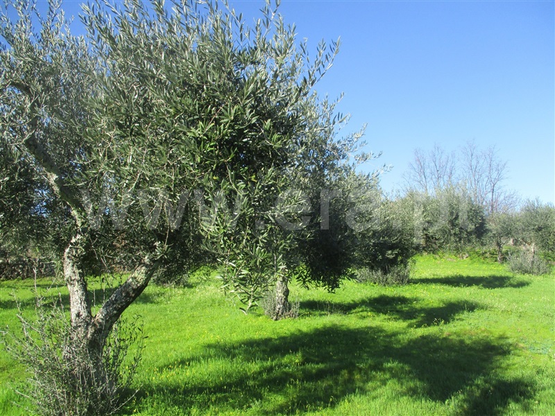 Terreno  Penamacor, Aranhas - 1071839 - 7