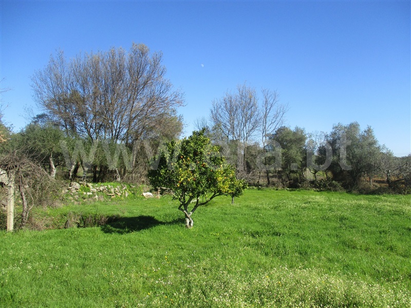 Terreno / Penamacor, Aranhas