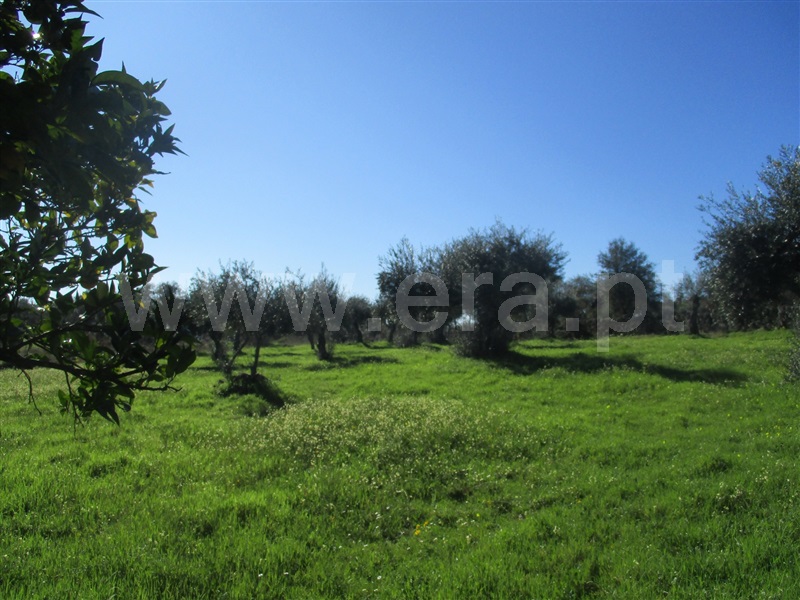 Terreno  Penamacor, Aranhas - 1071839 - 9