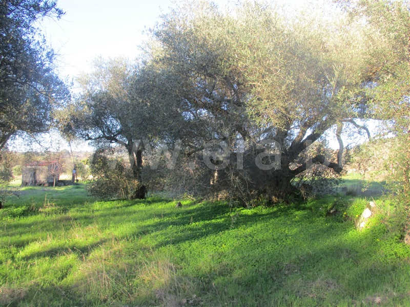 Terreno  Penamacor, Aranhas - 1071854 - 5