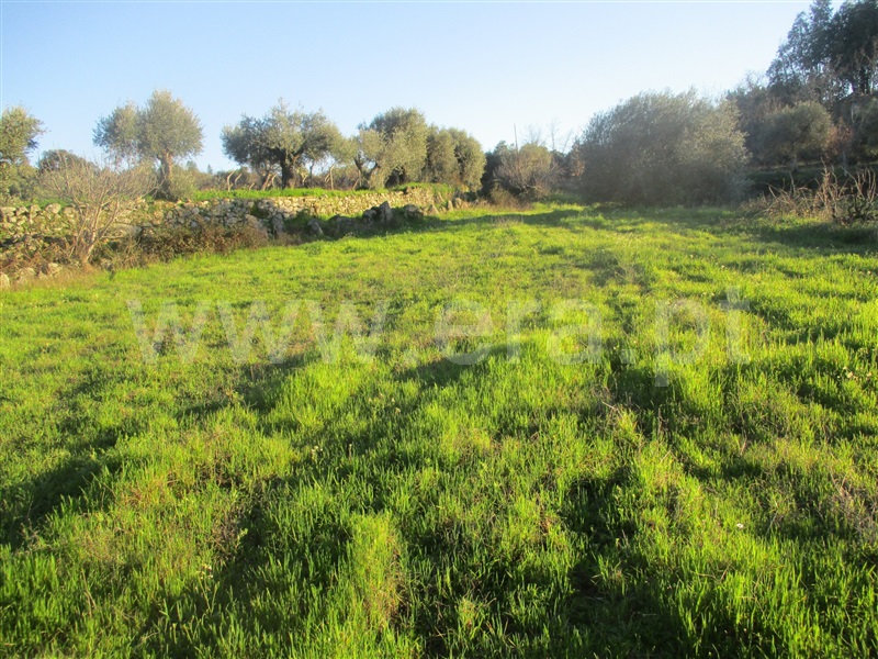 Terreno  Penamacor, Aranhas - 1071854 - 2