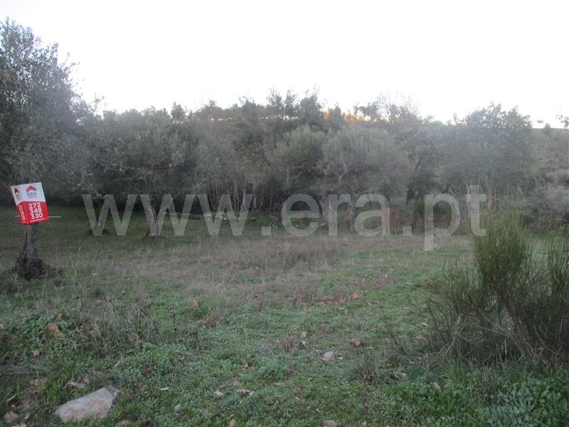 Terreno / Penamacor, Aranhas