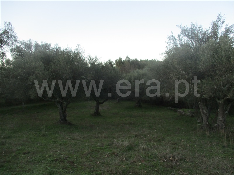 Terreno  Penamacor, Aranhas - 1071858 - 3