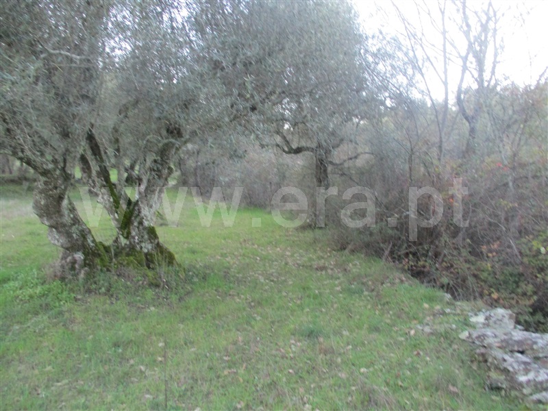 Terreno  Penamacor, Aranhas - 1071858 - 4