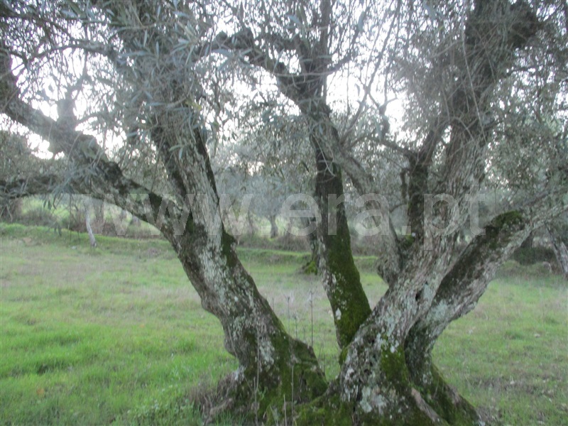 Terreno  Penamacor, Aranhas - 1071858 - 7