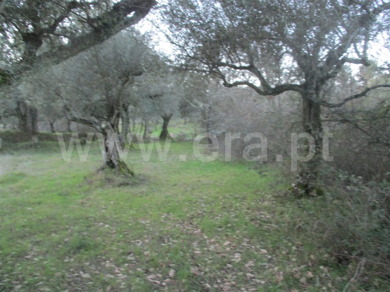 Terreno  Penamacor, Aranhas - 1071858 - 8