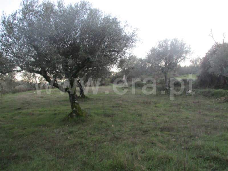 Terreno  Penamacor, Aranhas - 1071858 - 9