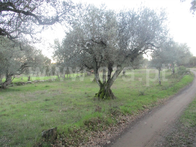 Terreno  Penamacor, Aranhas - 1071858 - 10