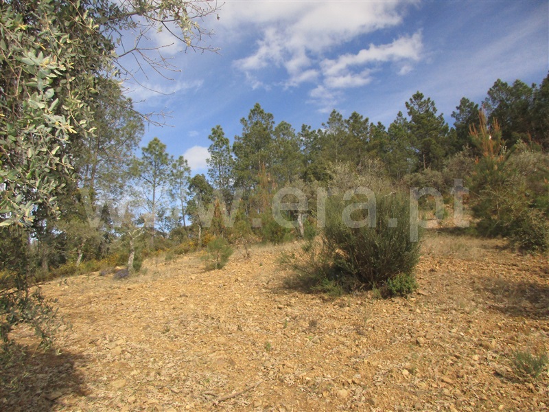 Terreno  Penamacor, Aranhas - 1240310 - 2