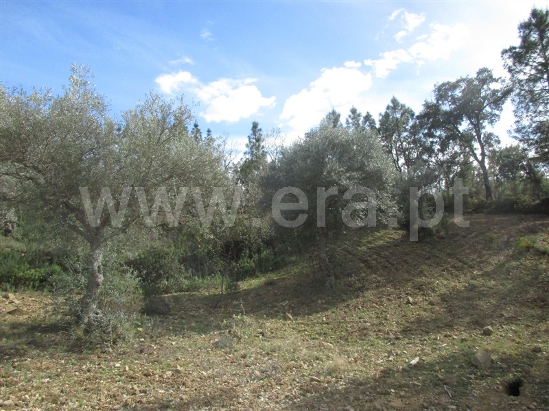 Terreno  Penamacor, Aranhas - 1240310 - 3