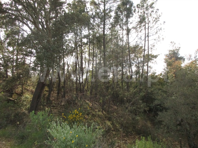Terreno  Penamacor, Aranhas - 1240310 - 4