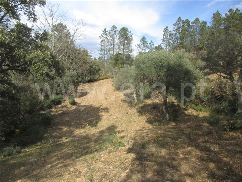 Terreno  Penamacor, Aranhas - 1240310 - 5