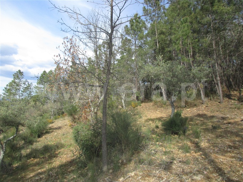 Terreno  Penamacor, Aranhas - 1240310 - 6