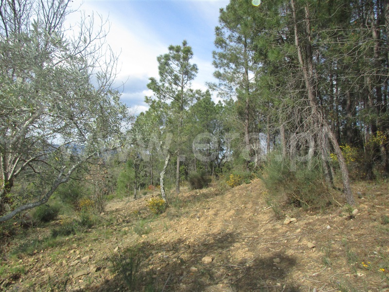 Terreno  Penamacor, Aranhas - 1240310 - 8