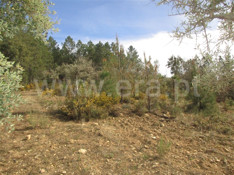 Terreno  Penamacor, Aranhas - 1240310 - 12