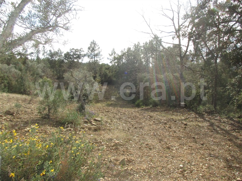 Terreno  Penamacor, Aranhas - 1240310 - 13