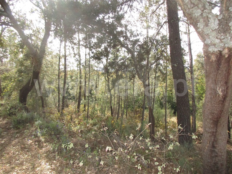 Terreno  Penamacor, Aranhas - 1240310 - 14