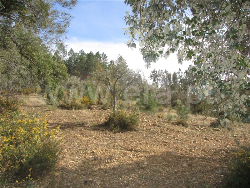 Terreno  Penamacor, Aranhas - 1240310 - 15