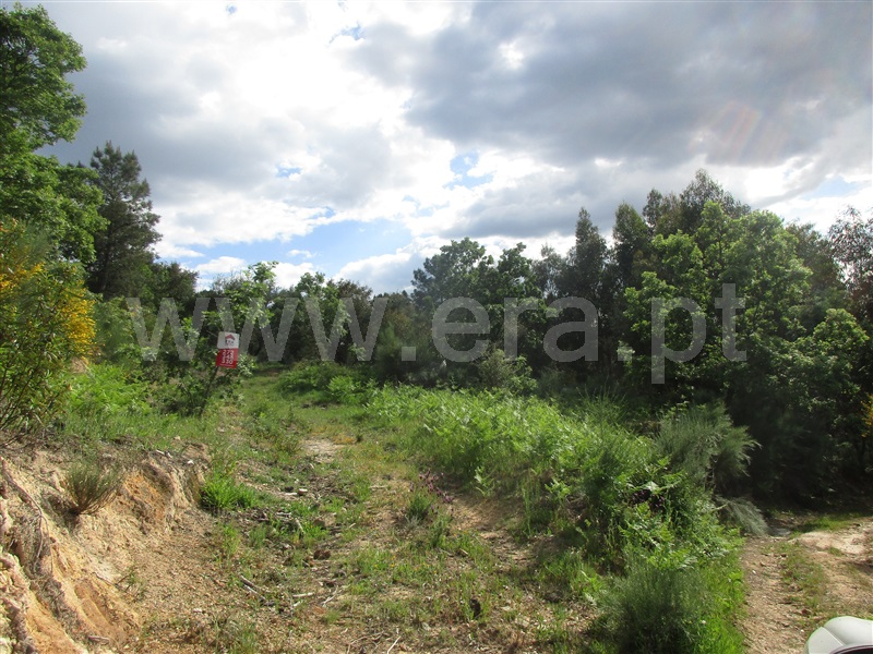 Terreno / Penamacor, Aranhas