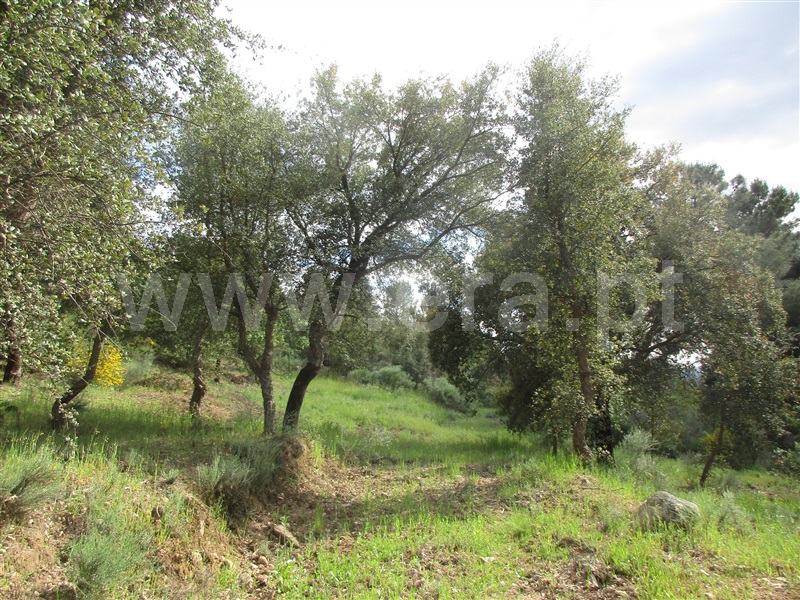 Terreno  Penamacor, Aranhas - 1247072 - 3