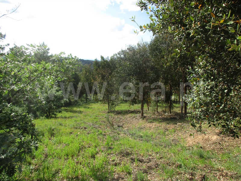 Terreno  Penamacor, Aranhas - 1247072 - 5