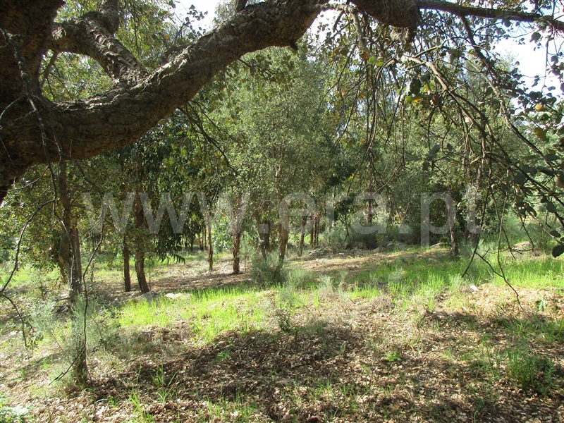Terreno  Penamacor, Aranhas - 1247072 - 6