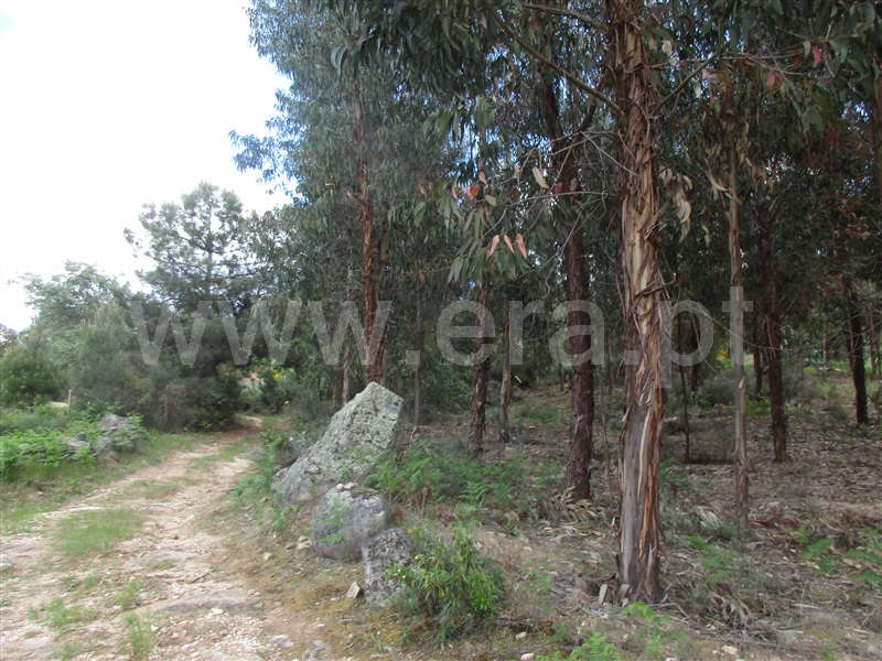 Terreno  Penamacor, Aranhas - 1247072 - 8