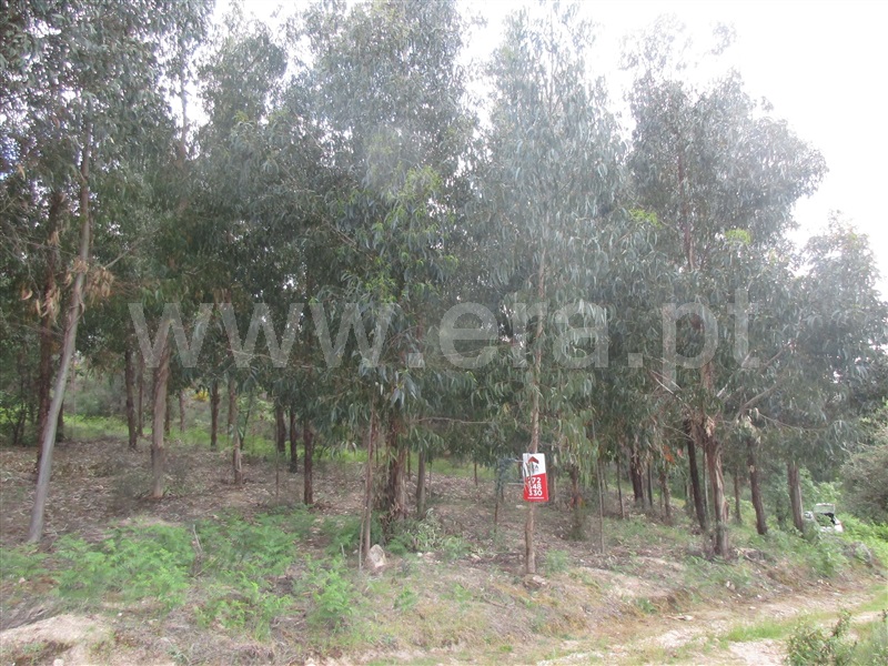 Terreno  Penamacor, Aranhas - 1247072 - 9