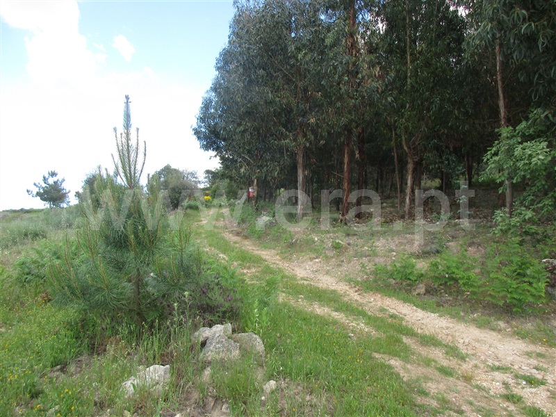 Terreno  Penamacor, Aranhas - 1247072 - 13