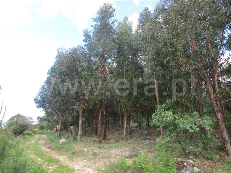 Terreno  Penamacor, Aranhas - 1247072 - 14