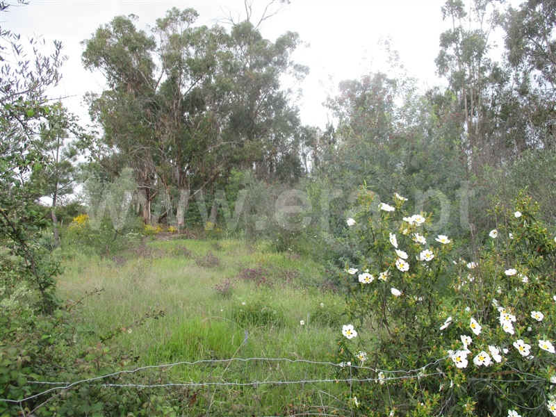 Terreno  Penamacor, Pedrogão de São Pedro - 1003965 - 2