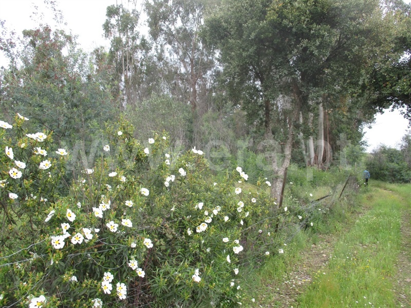 Terreno  Penamacor, Pedrogão de São Pedro - 1003965 - 3