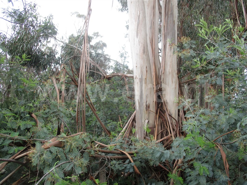 Terreno  Penamacor, Pedrogão de São Pedro - 1003965 - 4
