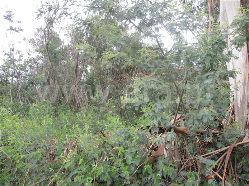 Terreno  Penamacor, Pedrogão de São Pedro - 1003965 - 5
