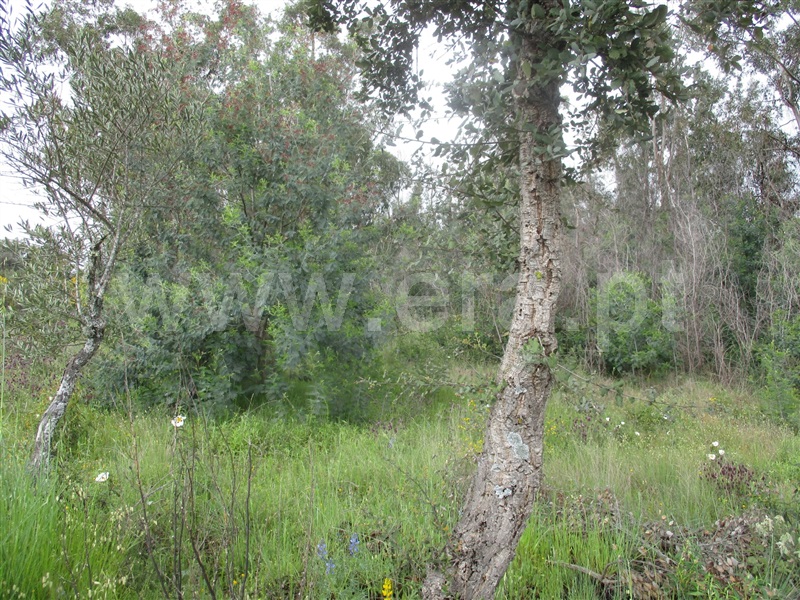 Terreno  Penamacor, Pedrogão de São Pedro - 1003965 - 6