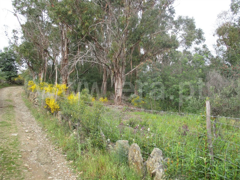Terreno / Penamacor, Pedrogão de São Pedro