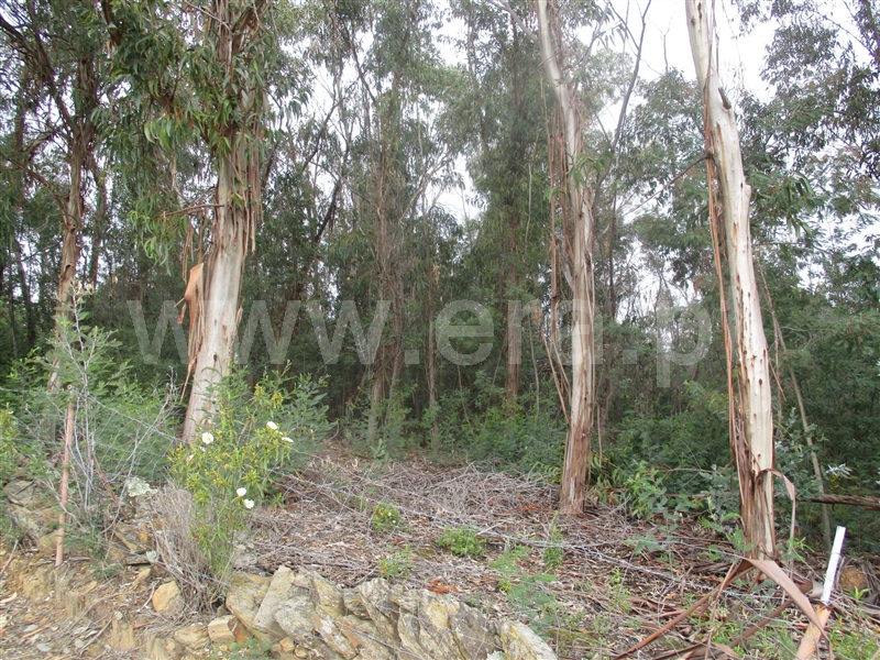 Terreno  Penamacor, Pedrogão de São Pedro - 1003965 - 7