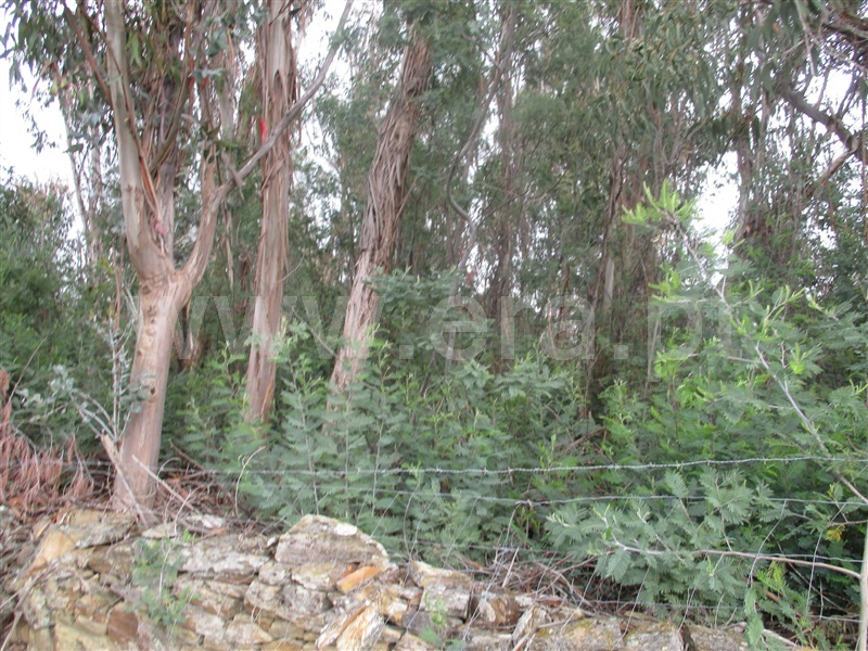 Terreno  Penamacor, Pedrogão de São Pedro - 1003965 - 8