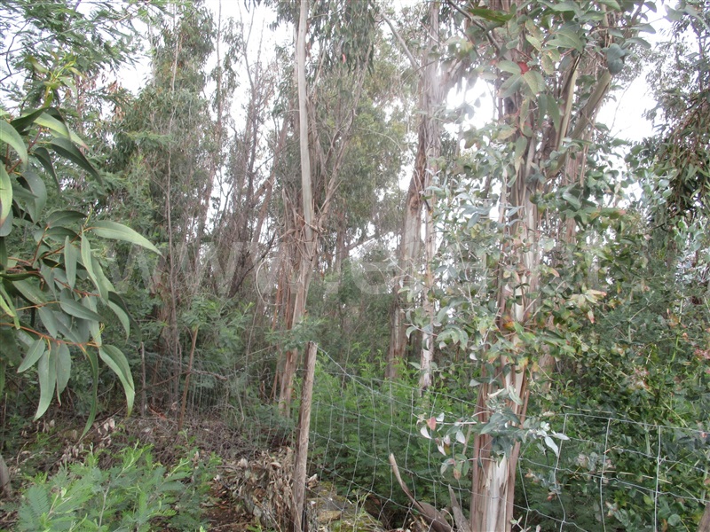 Terreno  Penamacor, Pedrogão de São Pedro - 1003965 - 10