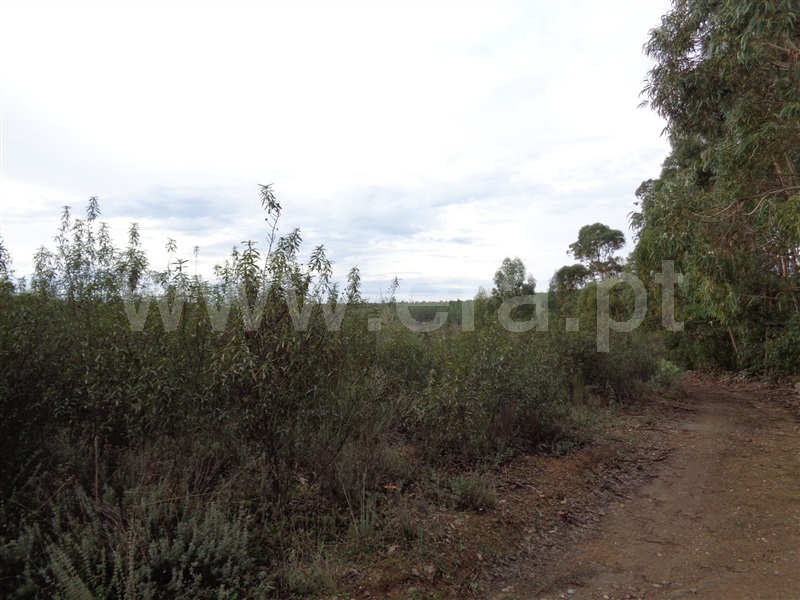 Terreno  Penamacor, Pedrogão de São Pedro - 1136619 - 8