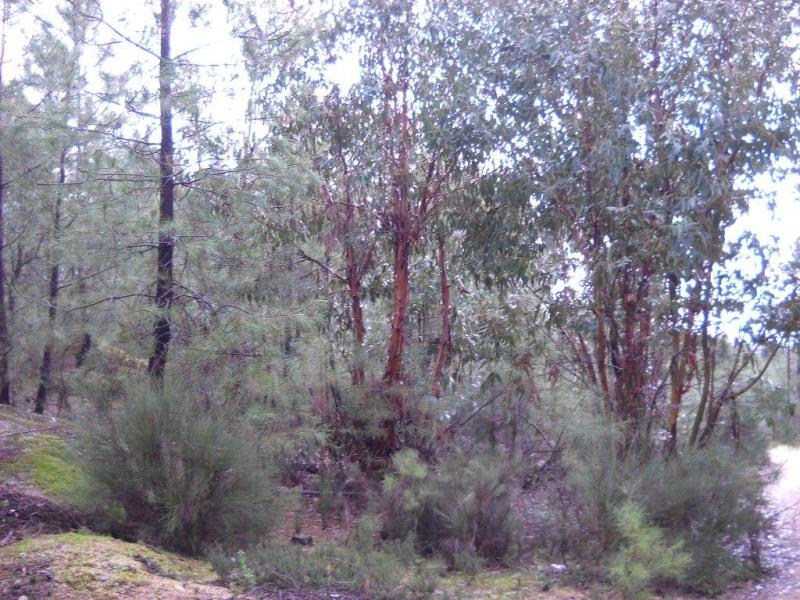 Terreno  Penamacor, Pedrogão de São Pedro - 226333 - 4